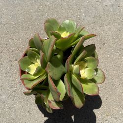 Aeonium Sun Dancer Succulent 