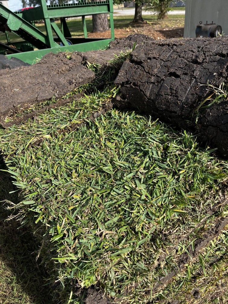 Fresh St Agustine Grass Pallets