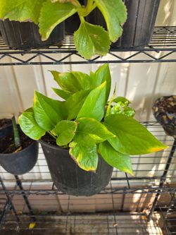 Pothos plant