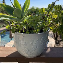 3 Medium Sized Succulents With Pots 
