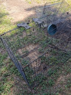 Chicken cages with chickens