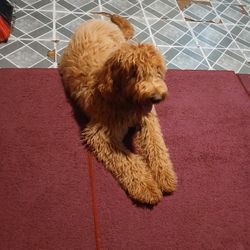 Perrito Adorable 