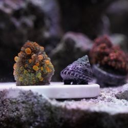 Plastic Coral Decoration