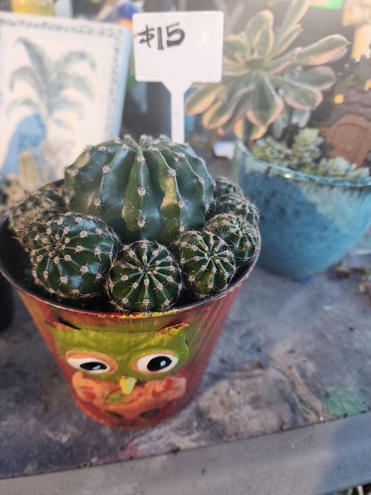 SUCCULENT SALE IN SAN LORENZO. DM FOR APPT