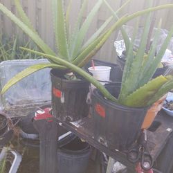 Big healthy Aloe $3.00