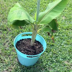 Banana plant for $22 