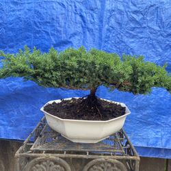 Bonsai Plant For Sale $50 Each