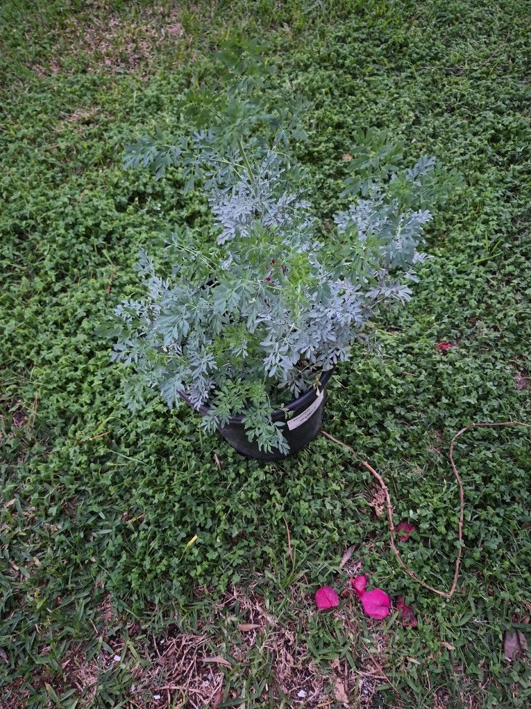 Ruda Plant