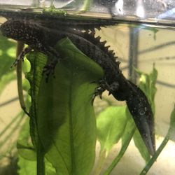 Crested Newt Aquarium Tank