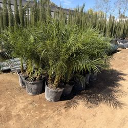 Pygmy Palms 14" Pots 
