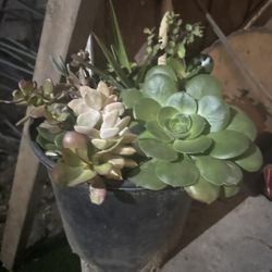 succulents in large pot