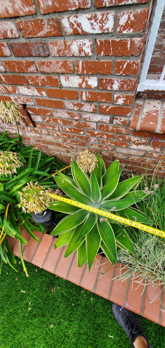 Ray of Light Agave 
Suculent Plants 