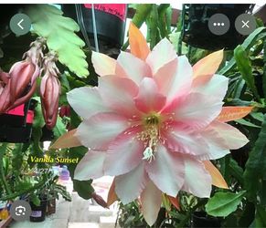 Epiphyllum vanilla sunset ( first pic is example )