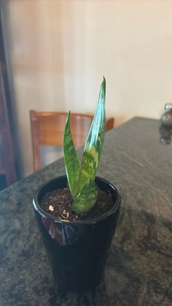 Snake plant