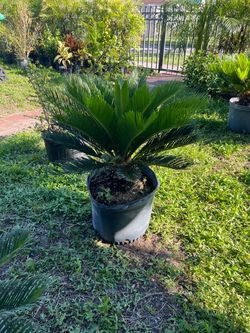 King sago palms in 7 gls pot. SPECIAL PRICE 🤩