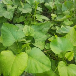 Sweet Potato Cuttings  / White Sweet Potato  Slips 