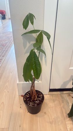 Money tree