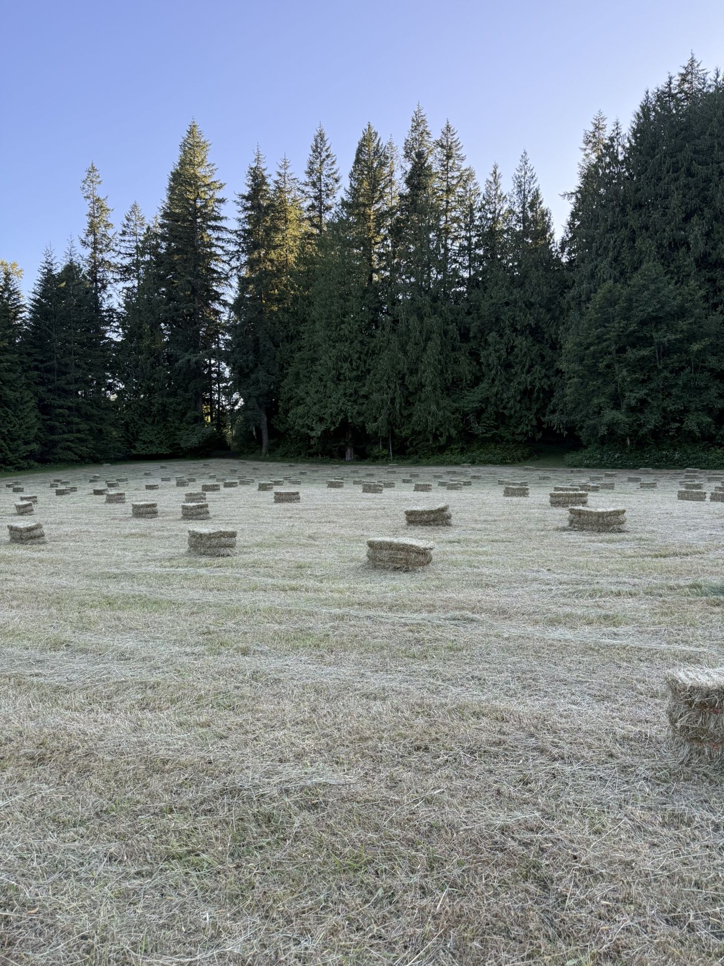 Hay
