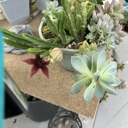 Una Succulents 