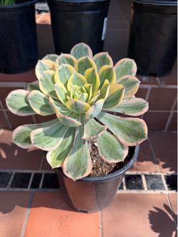 Aeonium Sunburst Succulent