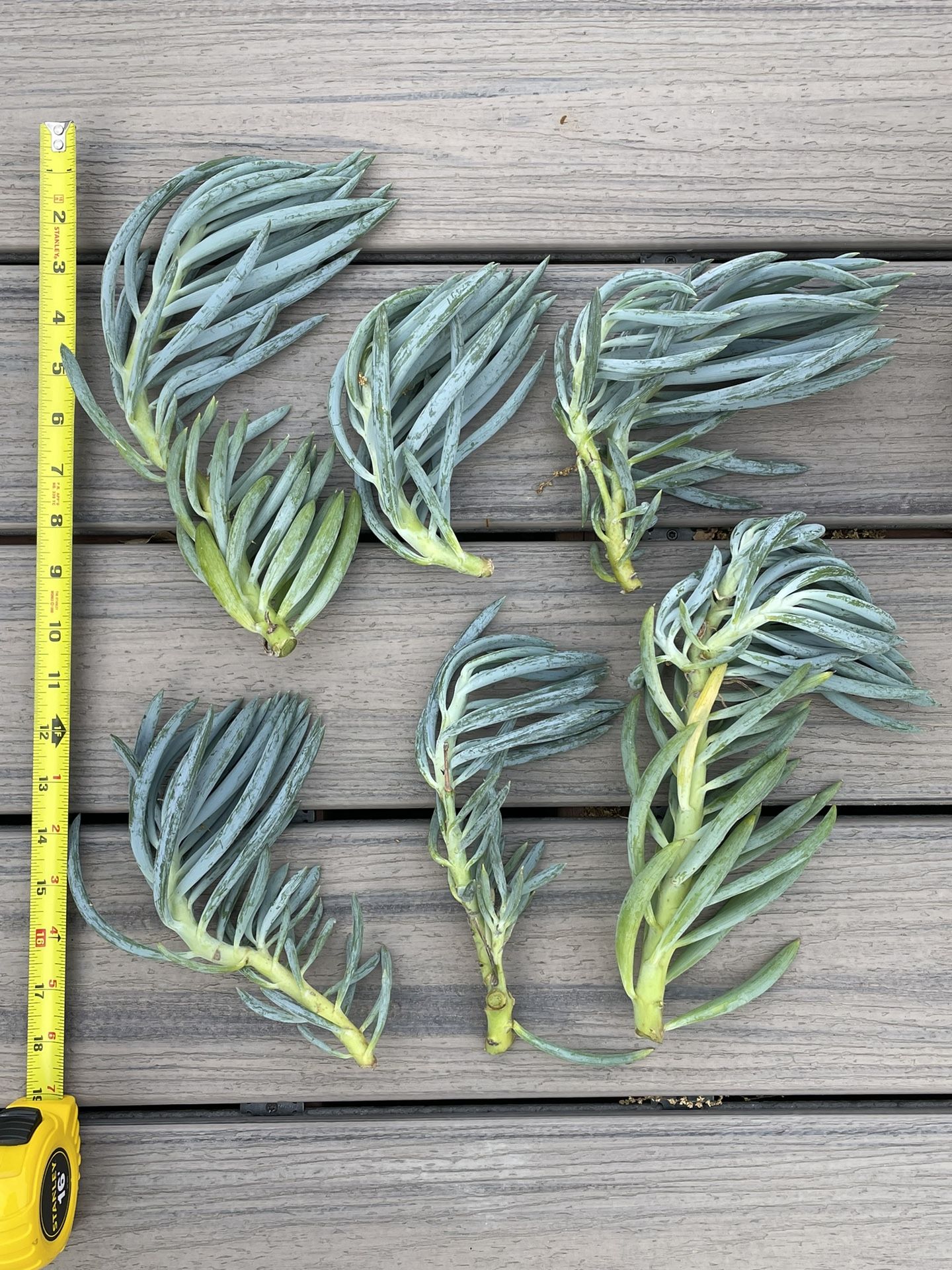 6 6-11 inches Blue Chalk Sticks Plant Succulent cuttings