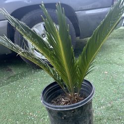 Sago Palm