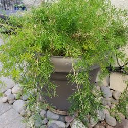 HUGE Asparagus Fern Bigger, Thicker Now!!!@@@!#