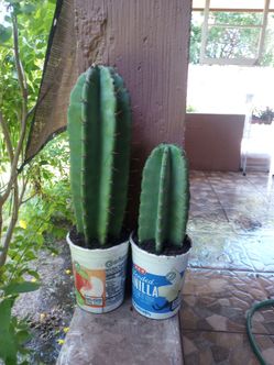 🍎 Peruvian Apple Cactus🍎