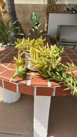 Small planted succulent