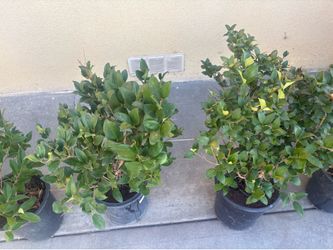 Texas waxleaf privet