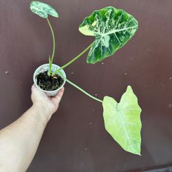 4” variegated frydek