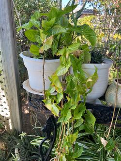 plant for sell
