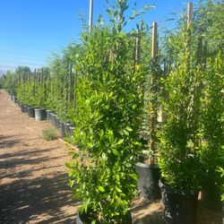 Ficus Nitida Privacy 15gallon 