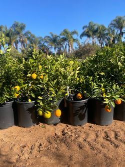 5 Gallon Size- Fruiting Age- Citrus Trees