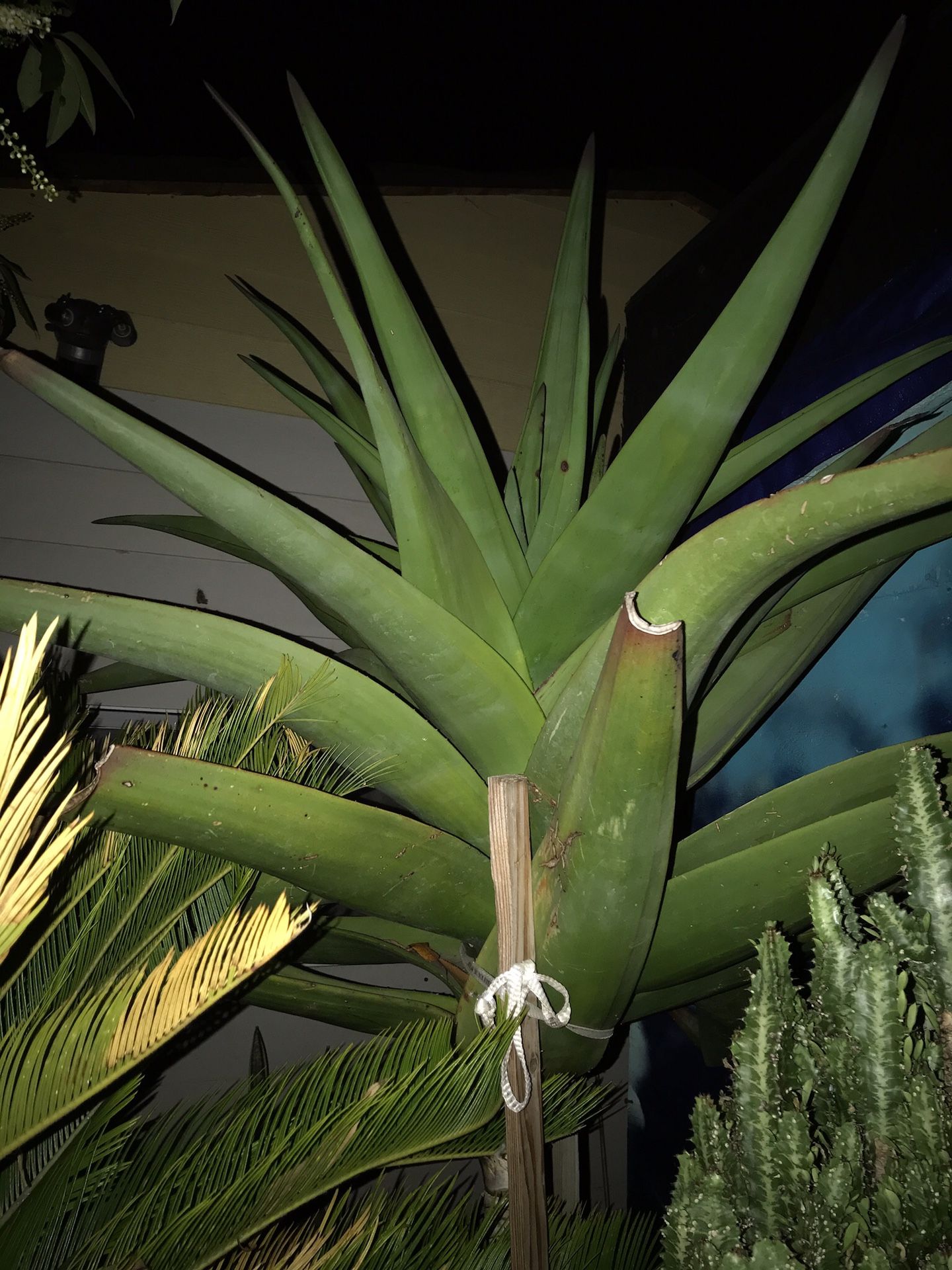 Hermosa Aloe goliath