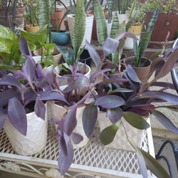 Purple Hearts, Wondering Jew Plants In Ceramic Pot's 