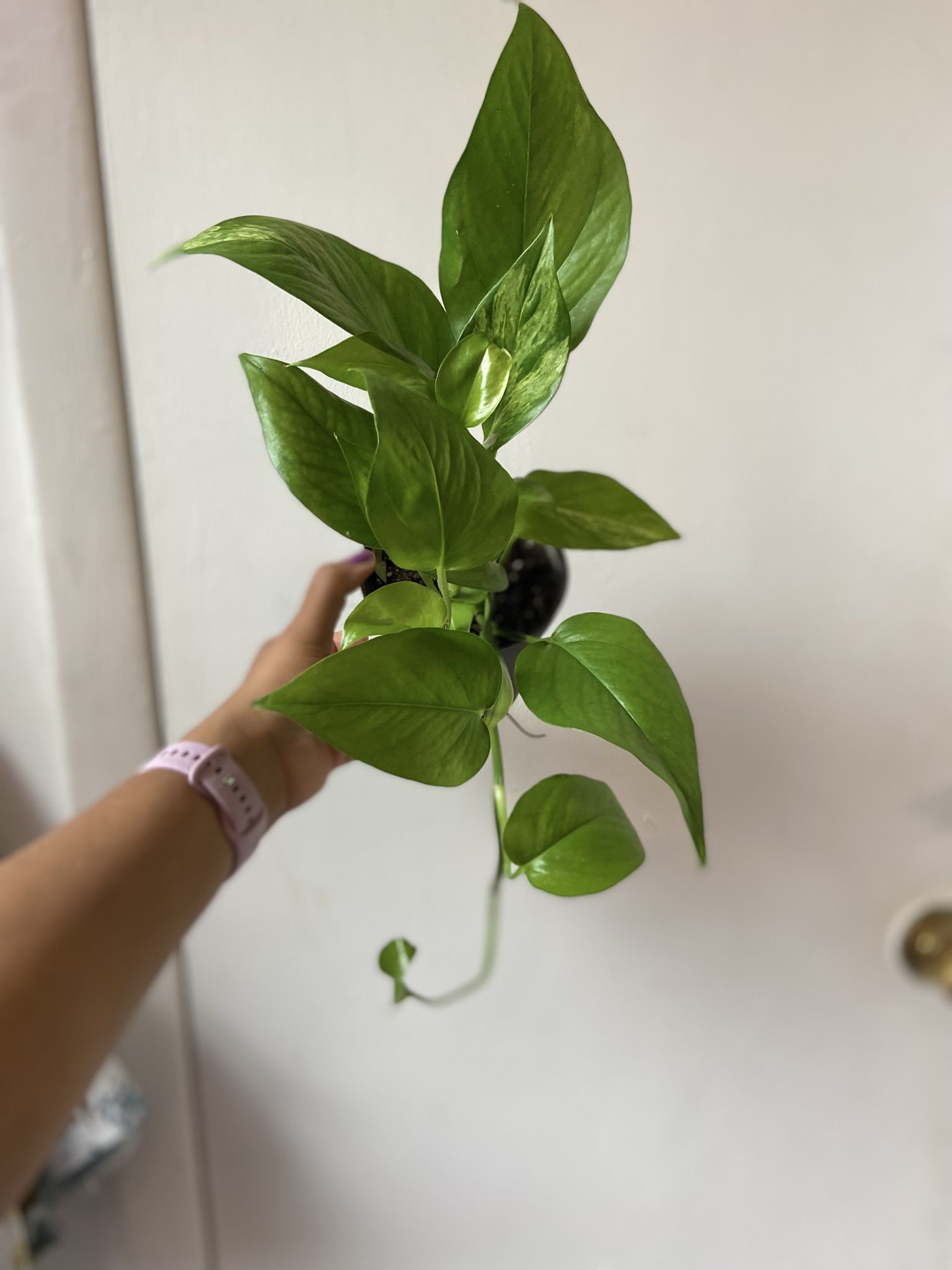 Golden Pothos Read Description 👇