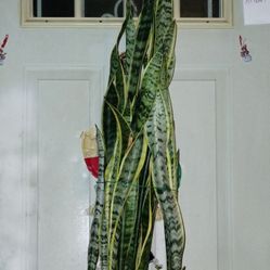 Giant Sansevieria Snake 🐍 Plant 