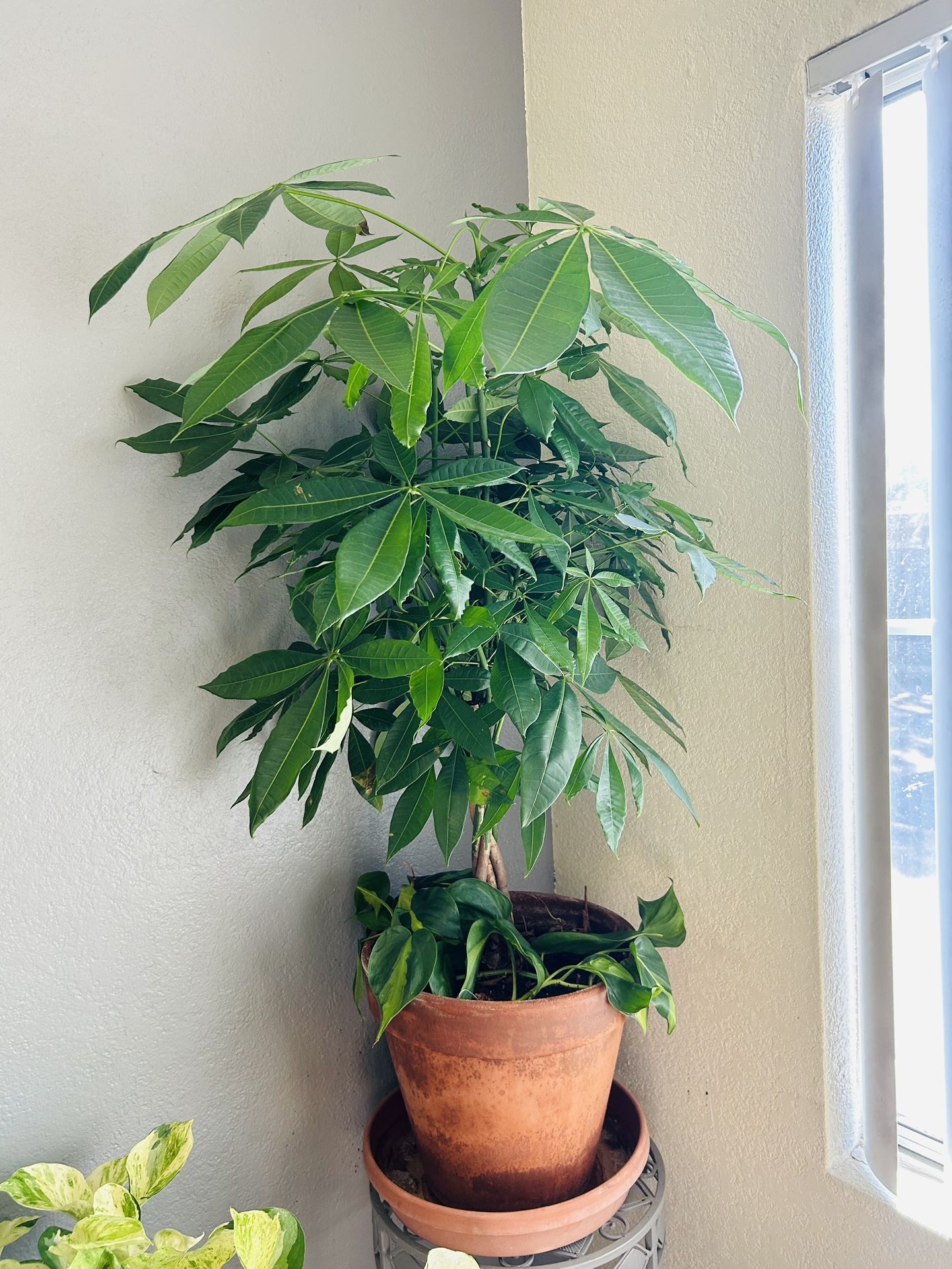 Terracotta Money Tree 4 Ft Tall