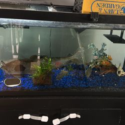 90 Gallon Tank For Sale W/ Stand