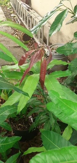 Mango Trees
