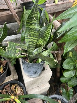 1 Gal Snake Plant 