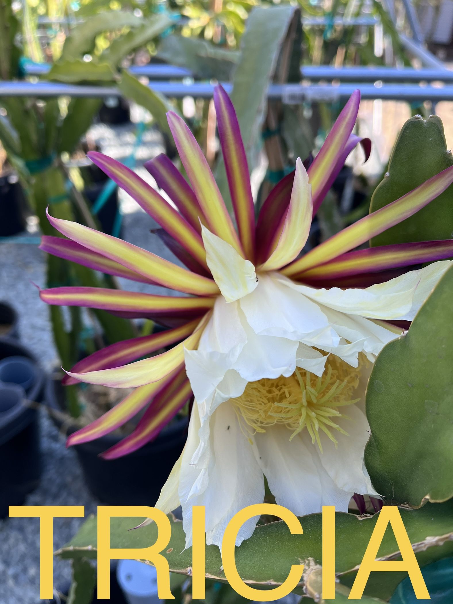 Dragon Fruit Plant for Sale in Sacramento, CA OfferUp