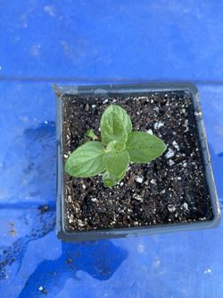 Sweet Lemon Mint Plant - Menta Limon - Yerba Hierba Buena Limon planta