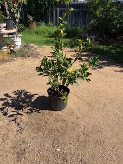 Owari Satsuma Mandarin Citrus Tree
