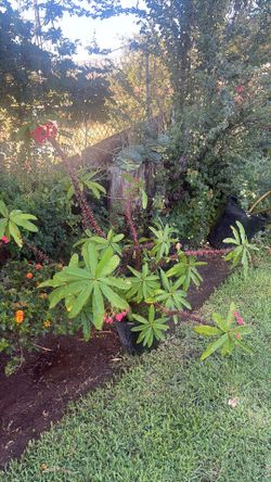 crown of thorns