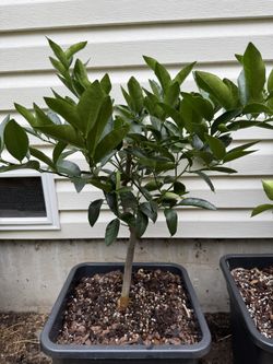 Citrus Trees (Multiple Varieties)