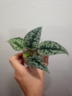 Scindapsus Silver Lady cuttings