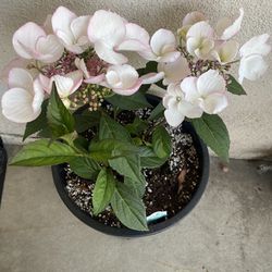 Hydrangea Blooming Shade Plant, In 5 Gallons Pot Pick Up Only