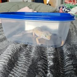 Free Gecko Tank